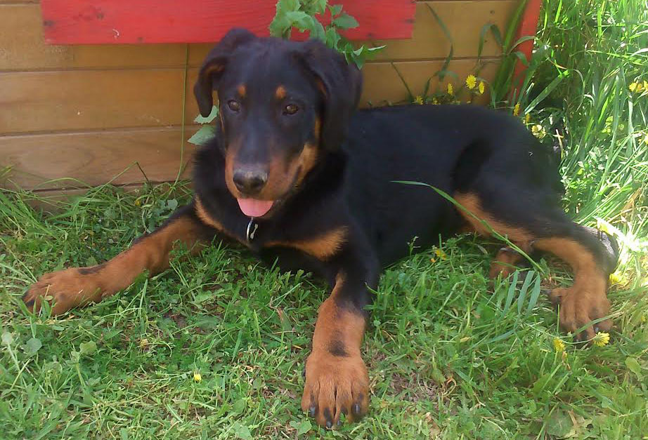 domainedelalicorne.fr Elevage de beauceron chiot beauceron pure race élevage du clos de la licorne elevage des gardiens de la licorne elevage beauceron noir et feu authentique gros gabarits élevage de Beauceron familial sérieux et qualité domainedelalicorne.fr suivi des chiots conseil d’éducation chiot propre bas rouge santé caractère spécialiste du beauceron noir et feu ou arlequin chien rustique berger de France  nos chiots sont élevés avec amour et attention notre passion au service de la qualité Beauceron de qualité et sportif domaine de la licorne 04380 BARRAS élevage en liberté éleveur berger de beauce élevage de beauceron de travail 